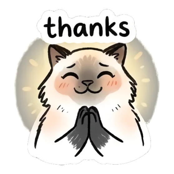 Grateful Ragdoll cat with hands together, text 'thanks' Ragdoll Cat Moods sticker for expressive chats and social replies.