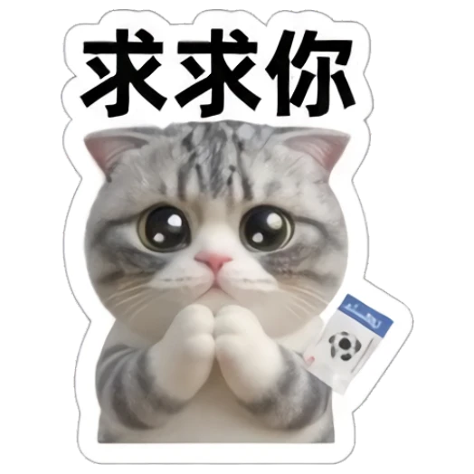 Gray cat with pleading eyes holding a soccer card, text '求求你' Sporty Gray Cat Adventures sticker for expressive chats and social replies.